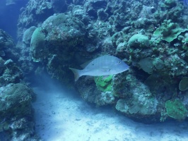 015 Mutton Snapper IMG 5750